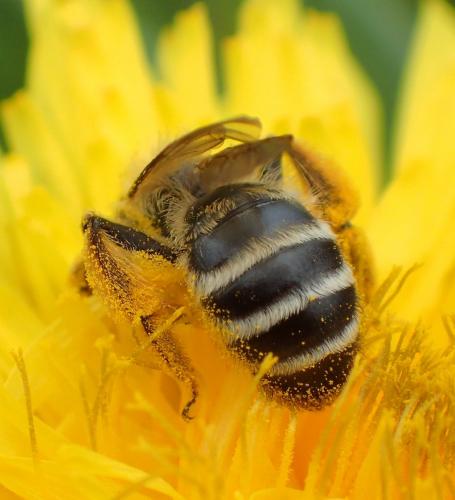 Andrena gravida